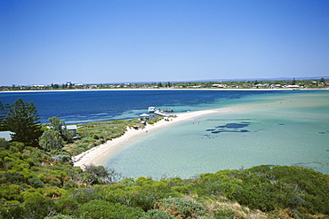 Protected bird sanctuary, Shoalwater Marine Park, Penguin Island, Perth, Western Australia, Australia, Pacific