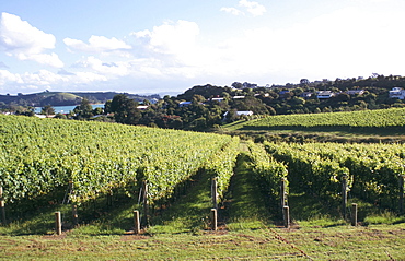 Vineyards, Ostend, Waiheke Island, North Island, New Zealand, Pacific