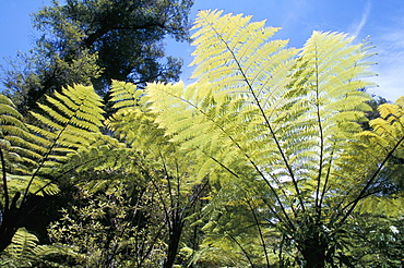 Ferns, Abel Tasman National Park, South Island, New Zealand, Pacific