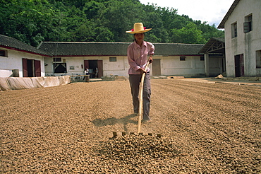 Turning peanuts, Fuli, China, Asia