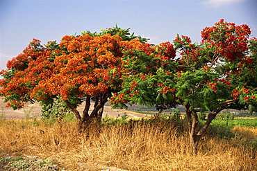 Flame tree, Jordan, Middle East