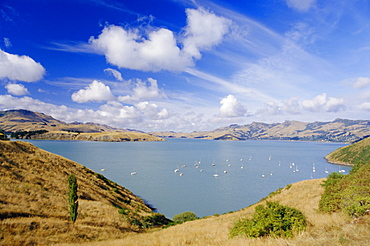 Cass Bay near Lyttelton, Banks Peninsula, Canterbury, South Island, New Zealand, Pacific