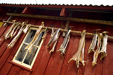 Died cod hanging outside house, Grip Island, off Kristiansund, Norway, Scandinavia, Europe