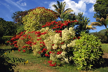 Detail from the gardens of the Caribelle Batik Offices, Romney Manor, St. Kitts, Leeward Islands, West Indies, Caribbean, Central America