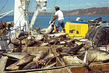 Tuna fishing, Caldera, Aruba, Lesser Antilles, Caribbean, Central America