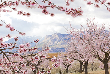 Spring almond blossom, Andalucia, Spain, Europe