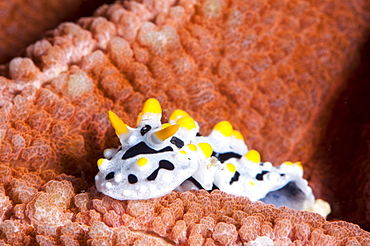 Sea slug (Phyllidia varicosa), Sulawesi, Indonesia, Southeast Asia, Asia