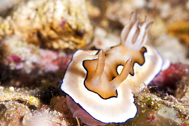 Nudibranch (Chromodoris coi), Sulawesi, Indonesia, Southeast Asia, Asia