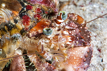 Decorator crab (Dardanus pedunculatus), Sulawesi, Indonesia, Southeast Asia, Asia