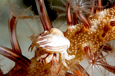 Squat lobster (Galathea sp.), Sulawesi, Indonesia, Southeast Asia, Asia