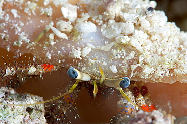 Hermit crab (Dardanus lagopodes), Sulawesi, Indonesia, Southeast Asia, Asia