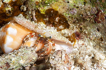 Hermit crab (Dardanus lagopodes), Sulawesi, Indonesia, Southeast Asia, Asia