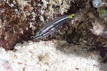 Juvenile split banded cardinalfish (Apogon compressus), Sulawesi, Indonesia, Southeast Asia, Asia