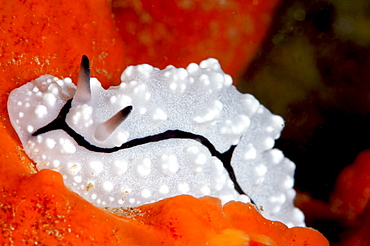 Phyllidiopsis pipeki nudibranch, Sulawesi, Indonesia, Southeast Asia, Asia