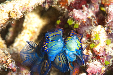 Mandarinfish (Synchiropus splendidus), Sulawesi, Indonesia, Southeast Asia, Asia