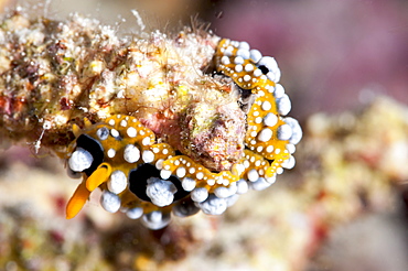 Phyllidia ocellata nudibranch, Sulawesi, Indonesia, Southeast Asia, Asia