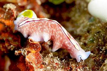 Pseudoceros bifurcus flatworm, Sulawesi, Indonesia, Southeast Asia, Asia