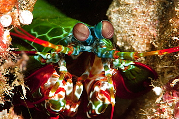 Mantis shrimp (Odontodactylus scyllarus), Sulawesi, Indonesia, Southeast Asia, Asia