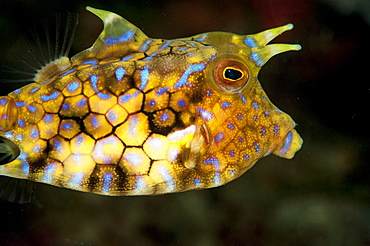 Longhorn cowfish (Lactoria conuta), Sulawesi, Indonesia, Southeast Asia, Asia