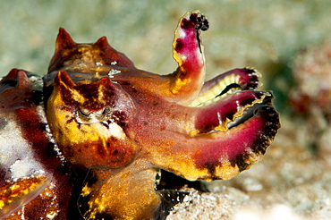 Flamboyant cuttlefish (Metasepia pfefferi), Sulawesi, Indonesia, Southeast Asia, Asia