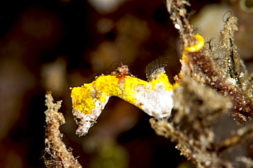 Pygmy seahorse (Hippocampus colemani), Sulawesi, Indonesia, Southeast Asia, Asia