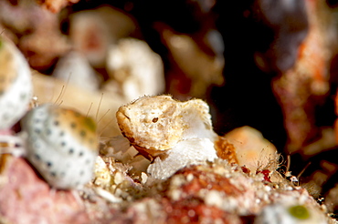 Baby devil scorpionfish (Scorpaenopsis diabolus), Sulawesi, Indonesia, Southeast Asia, Asia