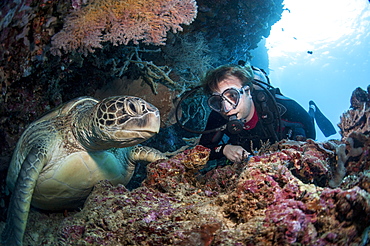 Hawksbill turtle (Eretmochelys imbricata) and diver, Sulawesi, Indonesia, Southeast Asia, Asia