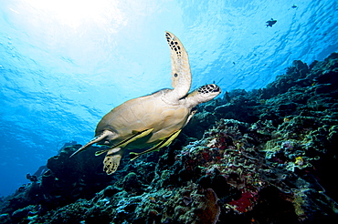 Green turtle (Chelonia mydas) with remoras (Rachyucentron canadum), Sulawesi, Indonesia, Southeast Asia, Asia