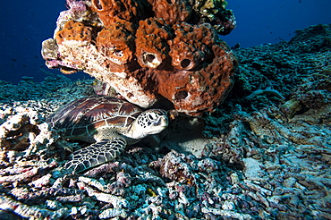 Green turtle (Chelonia mydas), Sulawesi, Indonesia, Southeast Asia, Asia