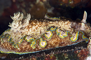 Nudibranch (Chromodoris albopunctata), grows to 65mm, Indo-Pacific waters, Philippines, Southeast Asia, Asia