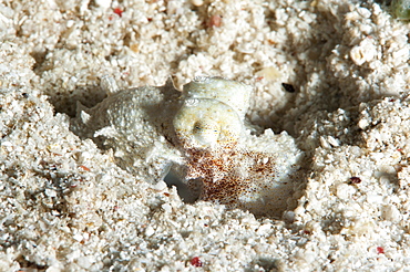 Reef octopus (Octopus cyanea), Sulawesi, Indonesia, Southeast Asia, Asia