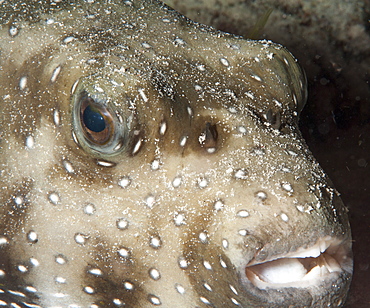 White spotted puffer fish (Arothron hispidus), Sulawesi, Indonesia, Southeast Asia, Asia