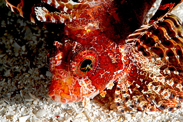 Shortfin lionfish (Dendrochirus brachypterus), Sulawesi, Indonesia, Southeast Asia, Asia