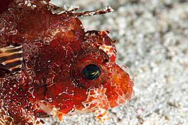 Shortfin lionfish (Dendrochirus brachypterus), Sulawesi, Indonesia, Southeast Asia, Asia