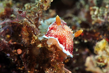 Undescribed chromodoris sp 7 nudibranch, Philippines, Southeast Asia, Asia