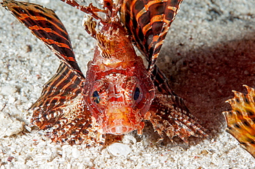 Shortfin lionfish (Dendrochirus brachypterus), Sulawesi, Indonesia, Southeast Asia, Asia