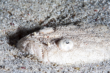 Whitemargin stargazer (Uranoscopus sulphureus), Sulawesi, Indonesia, Southeast Asia, Asia