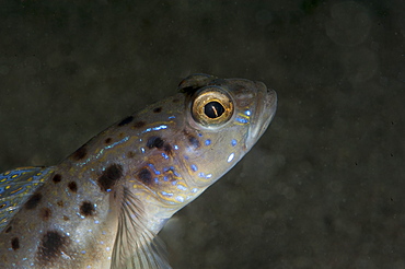 Spotted shrimp goby (Amblyeleotris guttata), Sulawesi, Indonesia, Southeast Asia, Asia