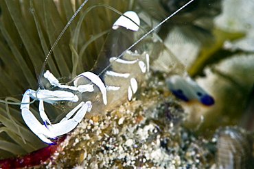 Commensal shrimp (Periclimenes brevicarpalis), Philippines, Southeast Asia, Asia