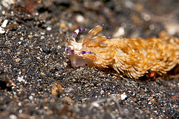 Pteraeolidia ianthina nudibranch, Sulawesi, Indonesia, Southeast Asia, Asia