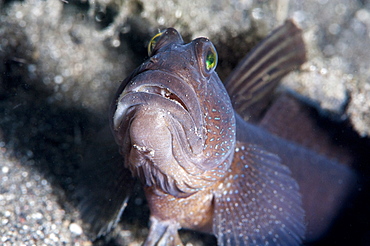 Magnificent shrimp goby (Flabelligobius sp.), Sulawesi, Indonesia, Southeast Asia, Asia