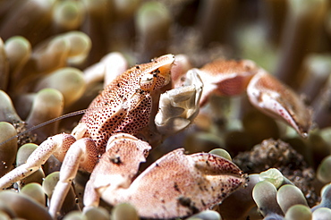 Porcelain crab (Neopetrolisthes maculata), Sulawesi, Indonesia, Southeast Asia, Asia