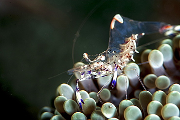 Anemone shrimp (Periclimenes venustus), Sulawesi, Indonesia, Southeast Asia, Asia