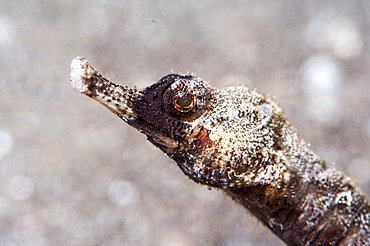 Winged pipefish (Halicmapus macrorhynchus), Sulawesi, Indonesia, Southeast Asia, Asia