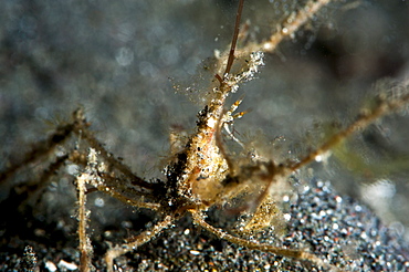 Spider crab (Acheus japonicus), Sulawesi, Indonesia, Southeast Asia, Asia