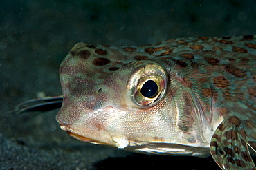 Flying gurnard (Dactyloptena orientalis), Sulawesi, Indonesia, Southeast Asia, Asia