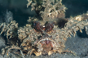 Ambon scorpionfish (Pteroidichthys amboinensis), Sulawesi, Indonesia, Southeast Asia, Asia