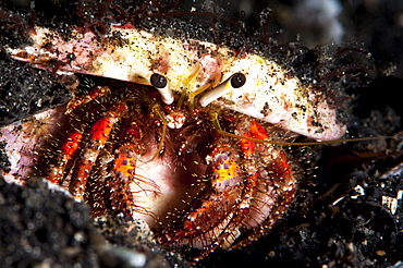 Hermit crab (Clibanarius seurati), Sulawesi, Indonesia, Southeast Asia, Asia