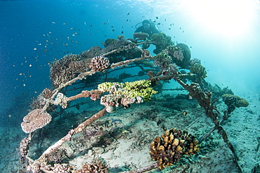 Coral encrusted biosphere in the marine reserve at Gangga Island, Sulawesi, Indonesia, Southeast Asia, Asia