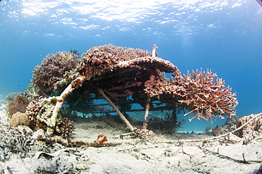 Coral encrusted biosphere in the marine reserve at Gangga Island, Sulawesi, Indonesia, Southeast Asia, Asia